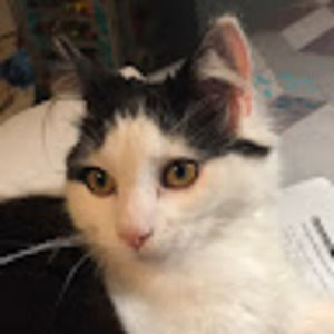 Meet your Posher, Angel